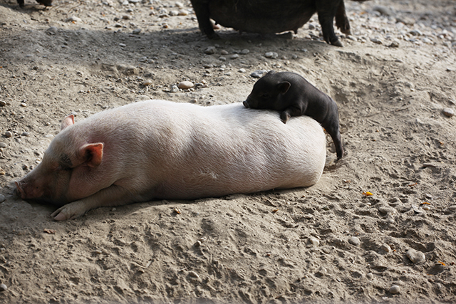 berries&passion_austrian riversurf camp11