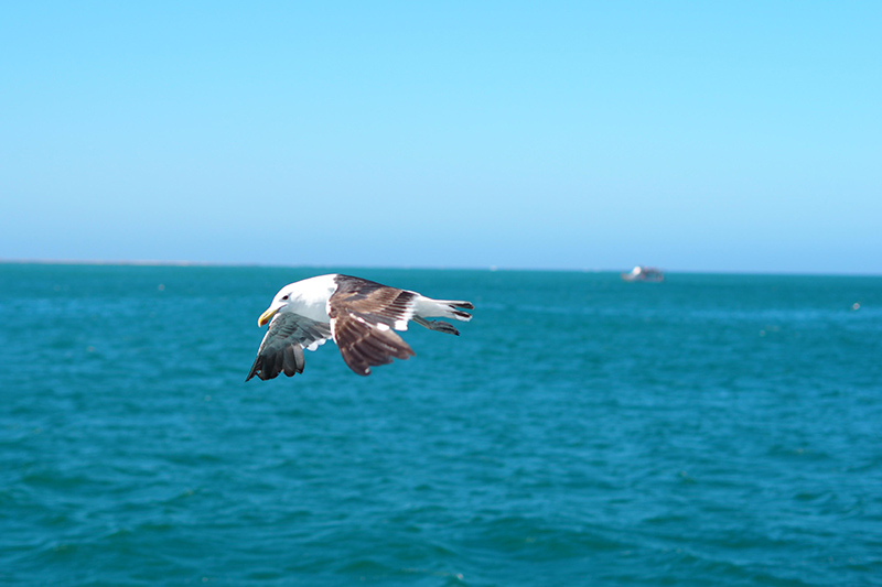 berries&passion_kapstadt23