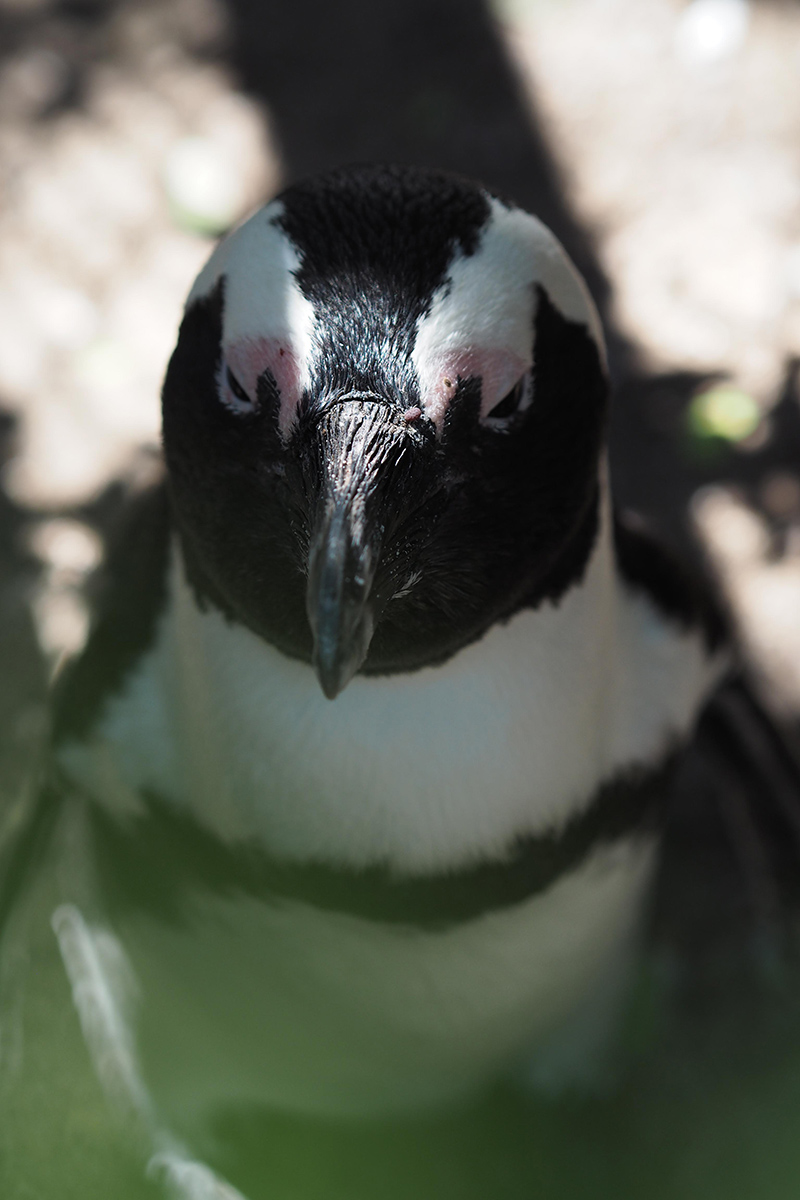 berries&passion_kapstadt48