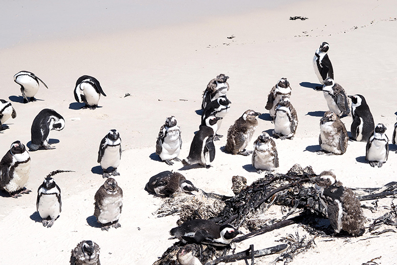 berries&passion_kapstadt49