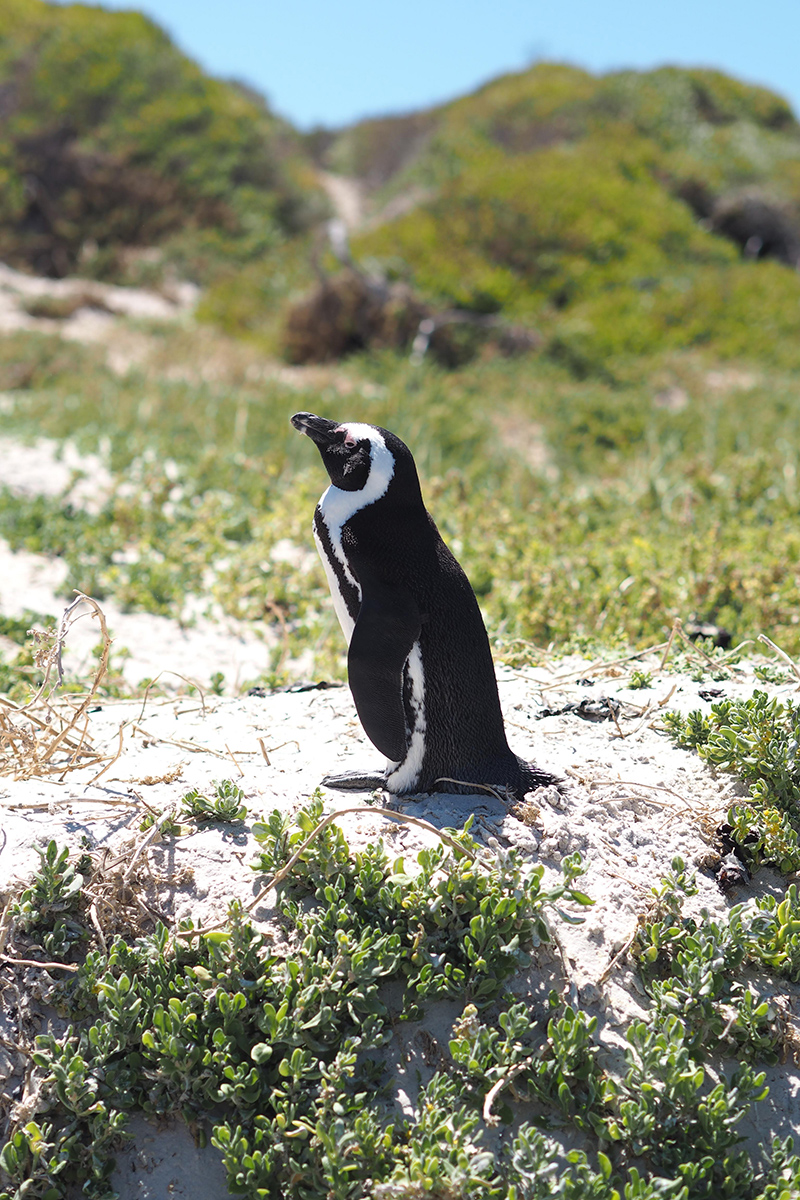 berries&passion_kapstadt50