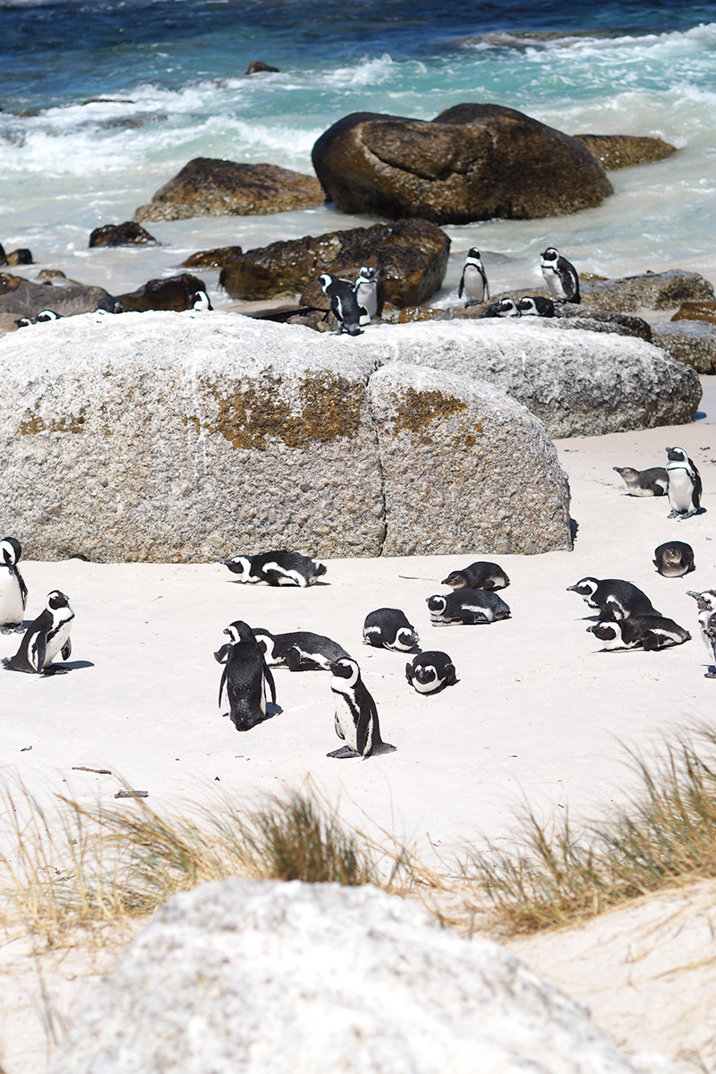 berries&passion_kapstadt51