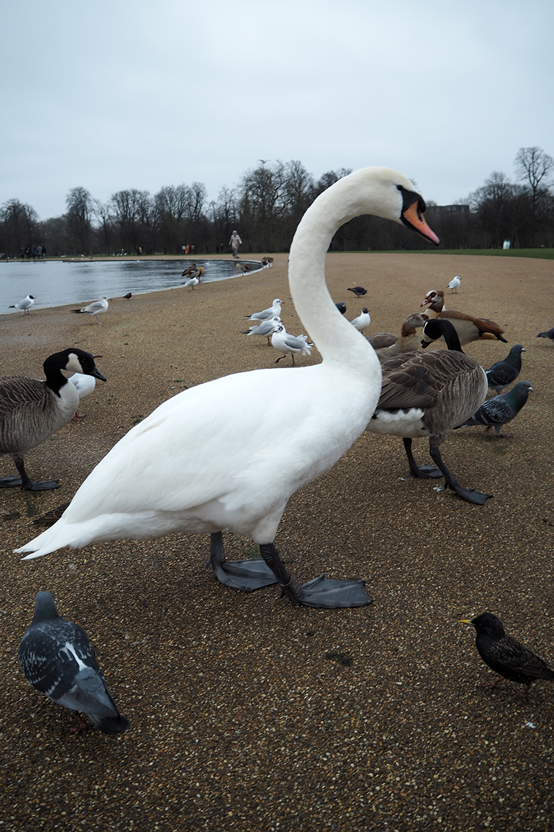london-berries&passion