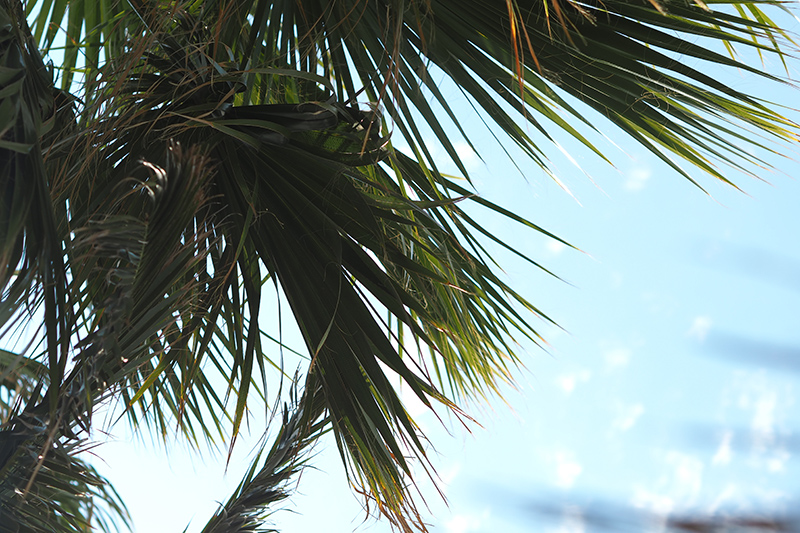 berries&passion_mykonos26