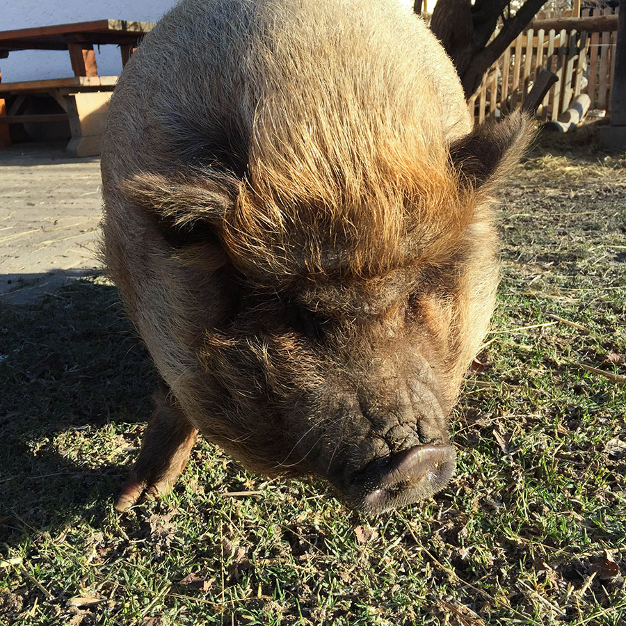 Berries-&-Passion_Proneben-Gut15