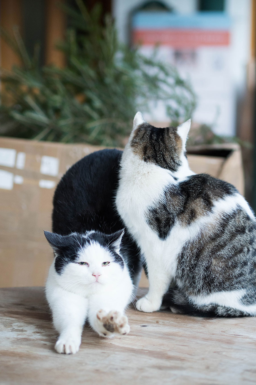 Berries-&-Passion_Proneben-Gut20