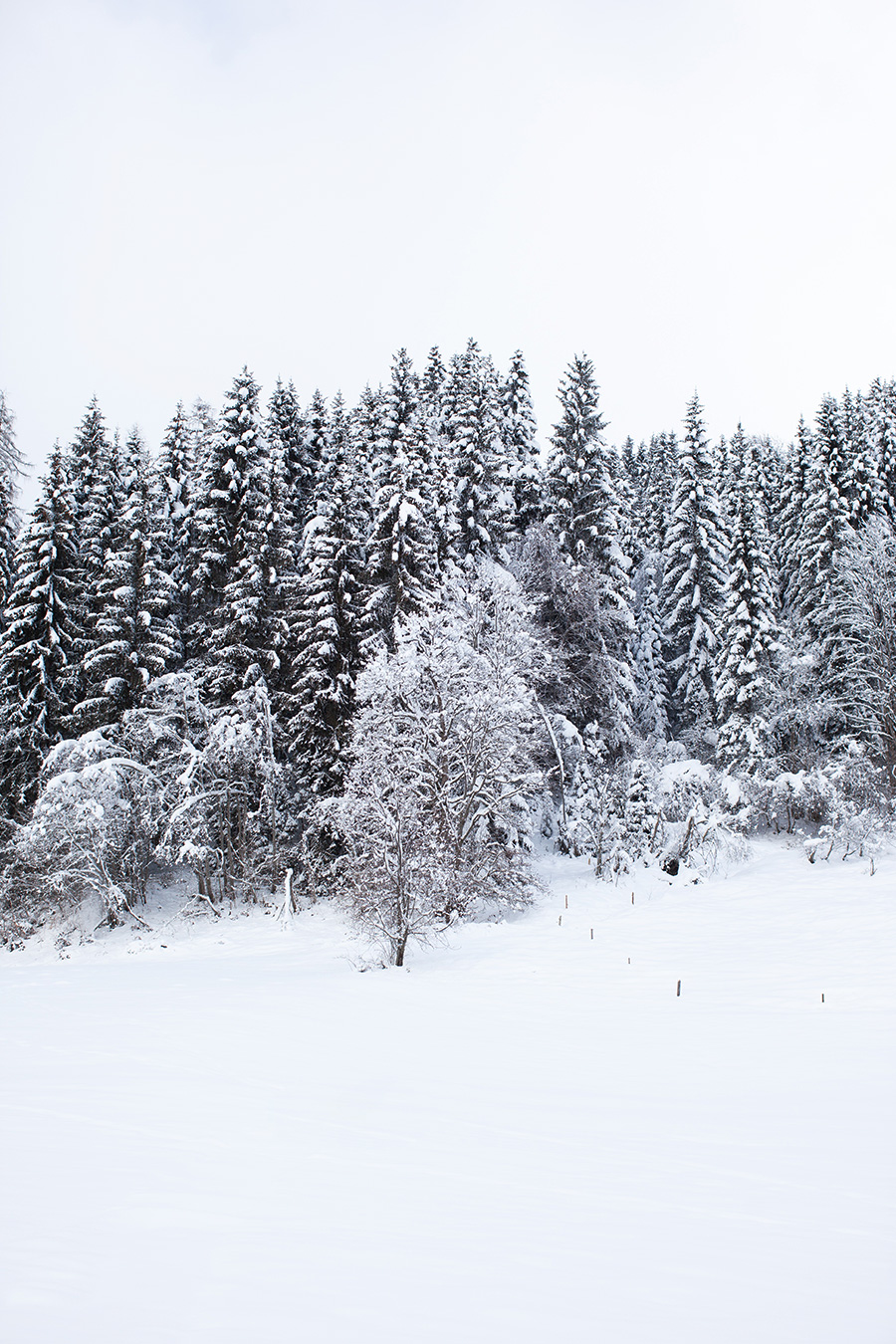 Berries&Passion_pronebengut3