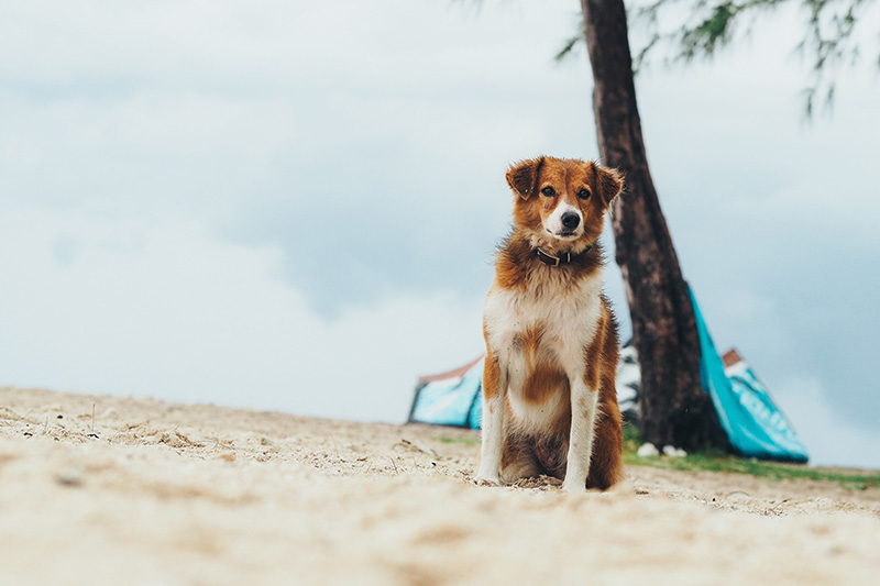 berries&passion_mauritius14