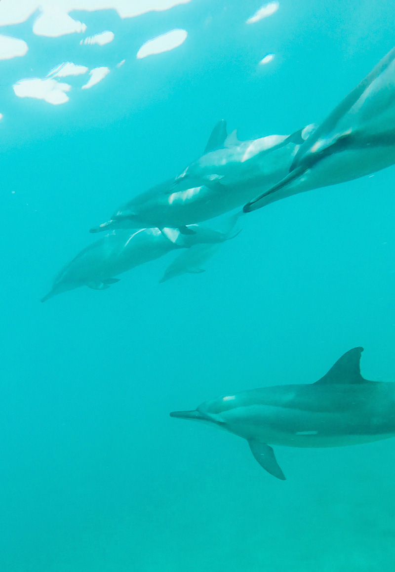 berries&passion_mauritius19