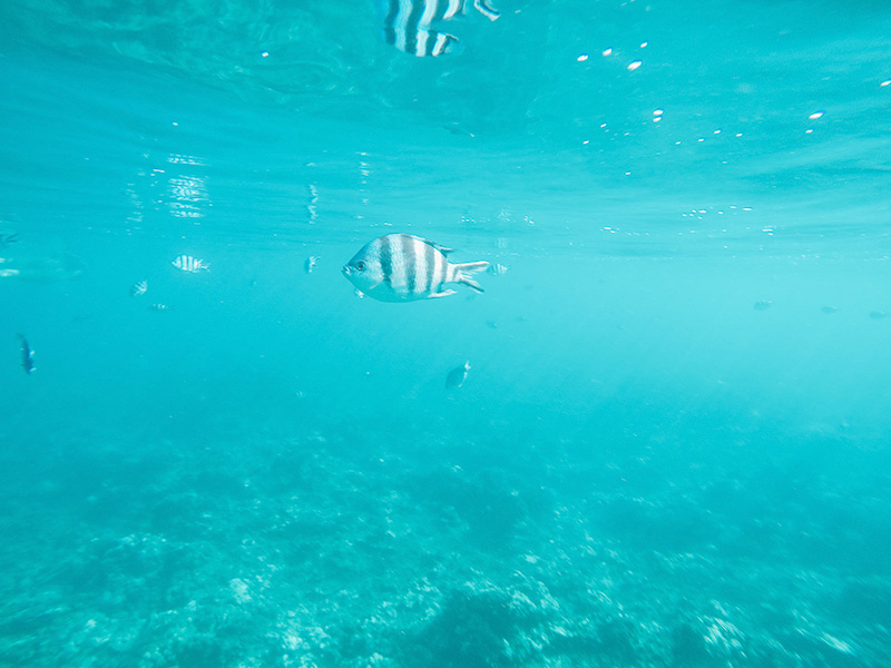 berries&passion_mauritius20