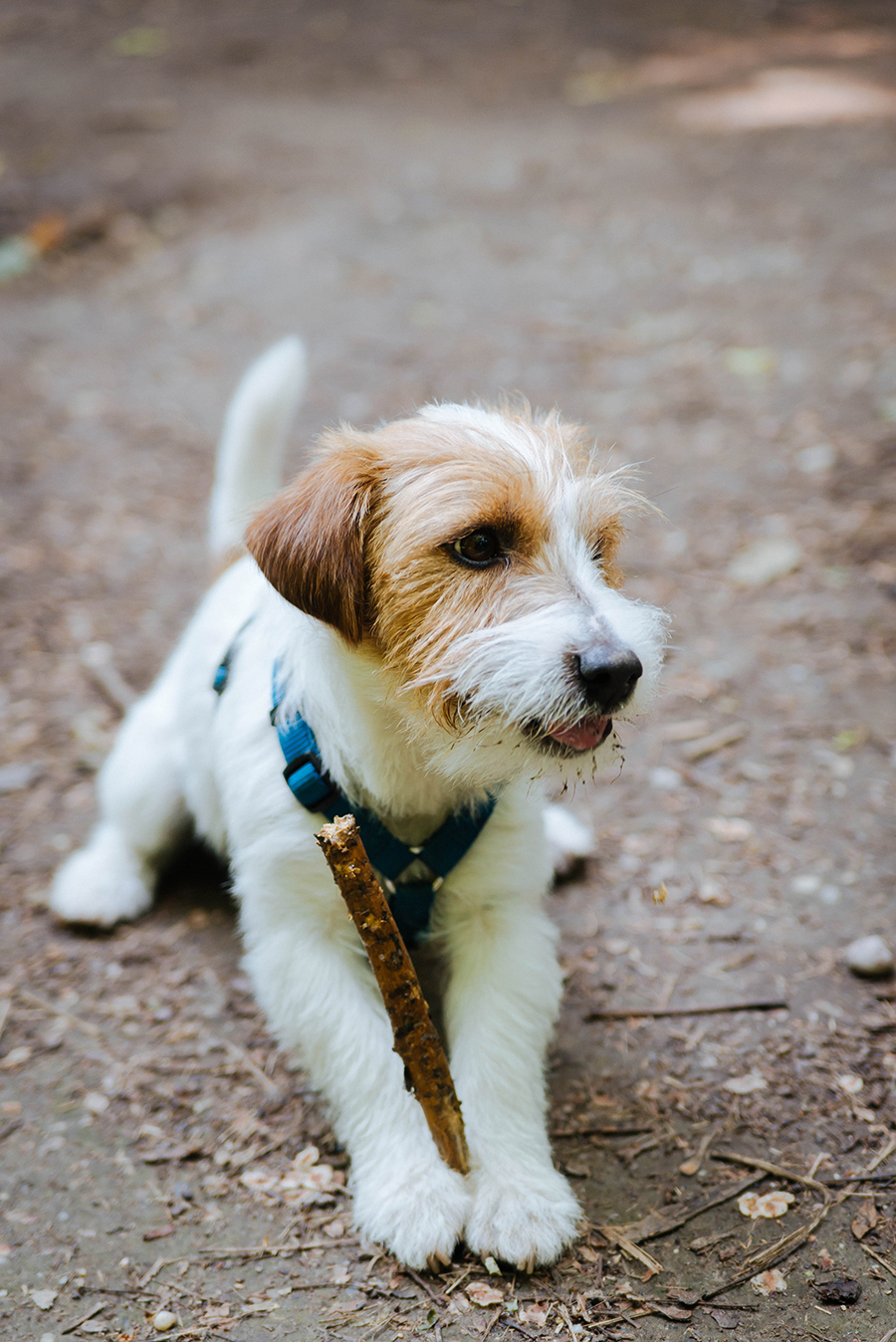 berries&passion_Schaerdinger17