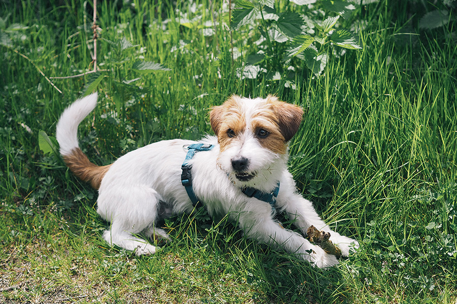 berries&passion_sundayfunday-1