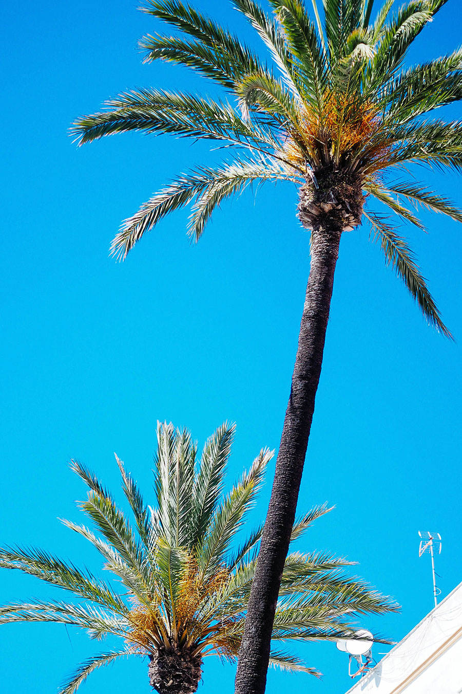 berries&passion_cadiz16