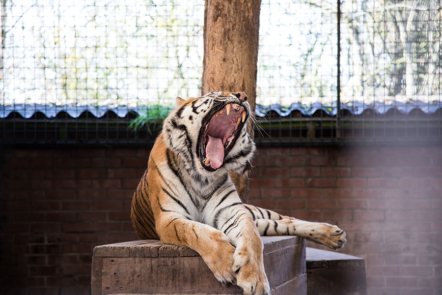 berriespassion_fourpaws_felida13