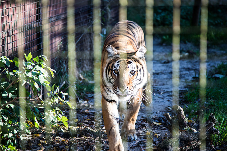 berriespassion_fourpaws_felida19