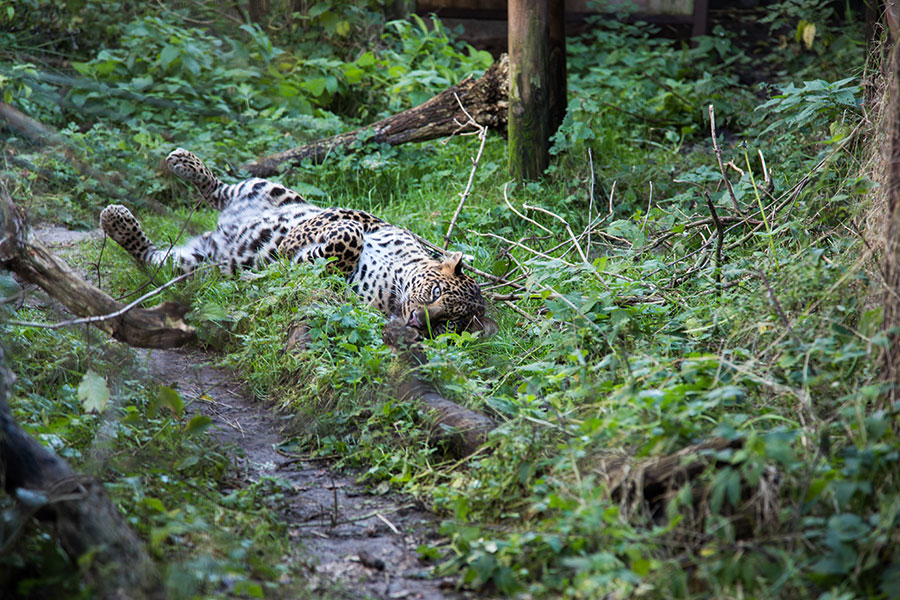 berriespassion_fourpaws_bakari10