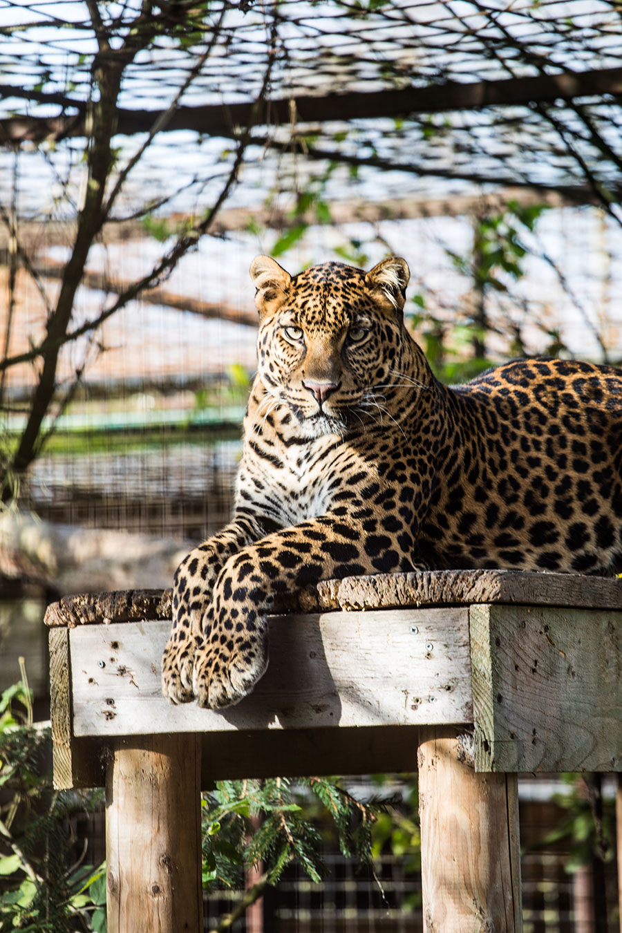 berriespassion_fourpaws_bakari26