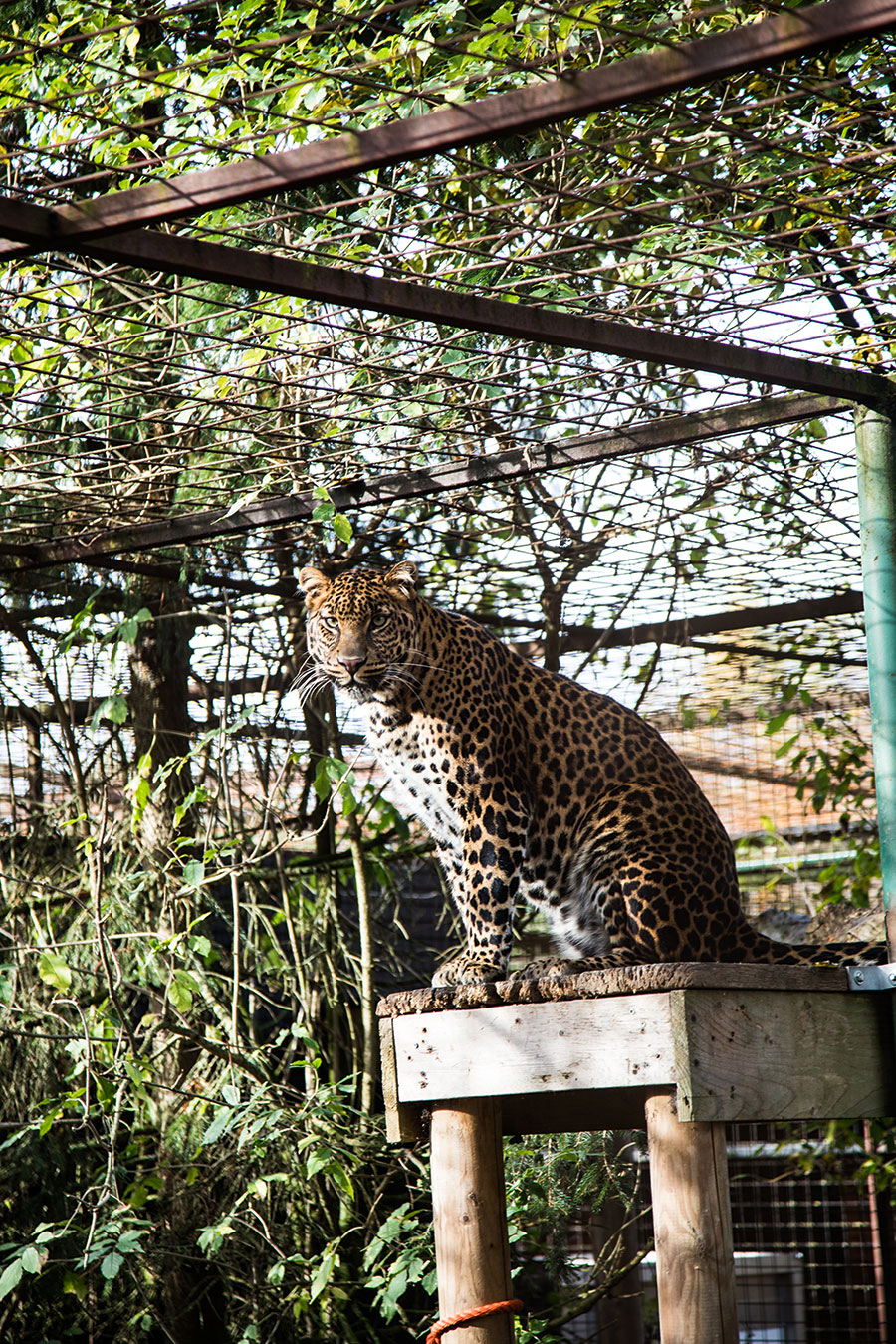 berriespassion_fourpaws_bakari28