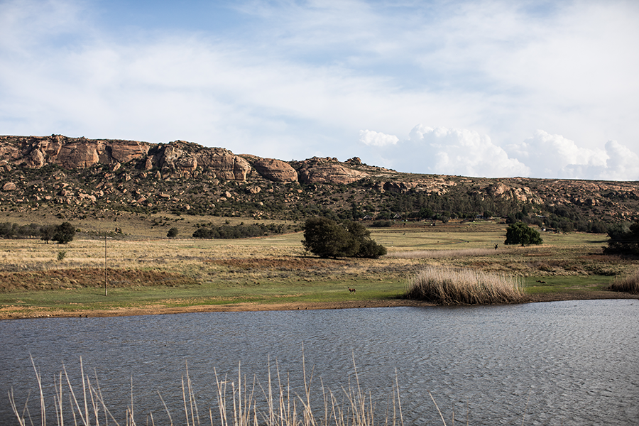 berriespassion_fourpaws_bakari29