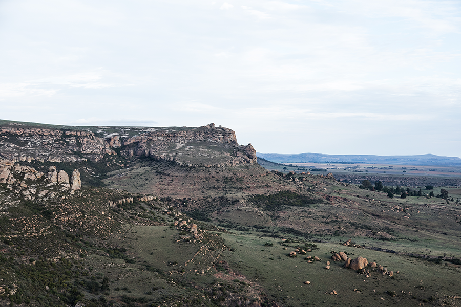 berriespassion_fourpaws_bakari35