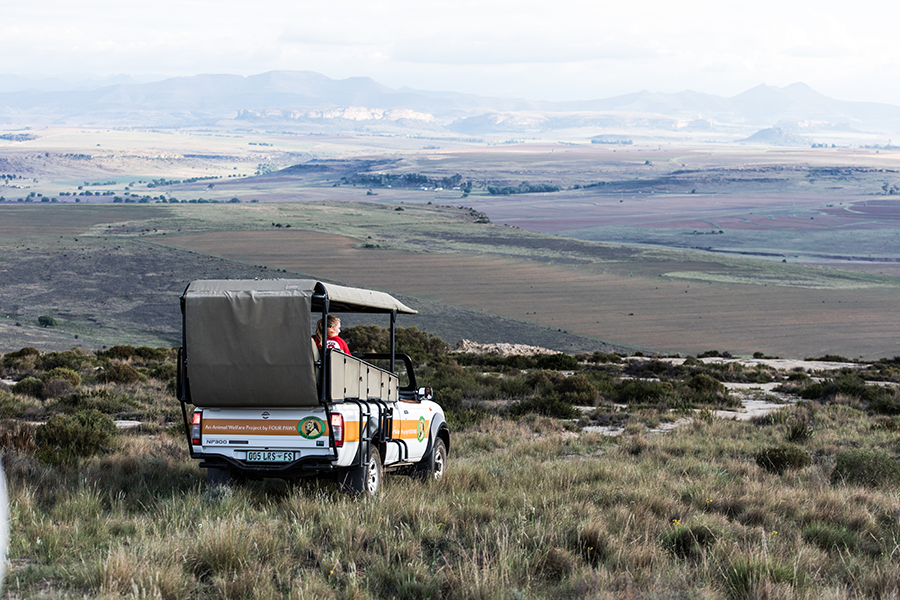 berriespassion_fourpaws_bakari37