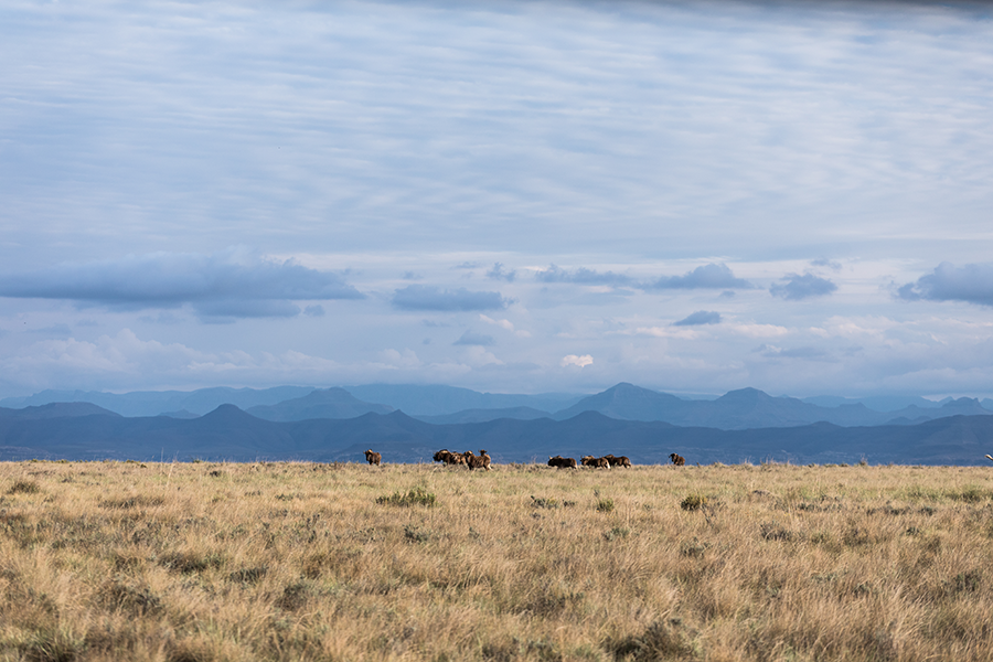 berriespassion_fourpaws_bakari38