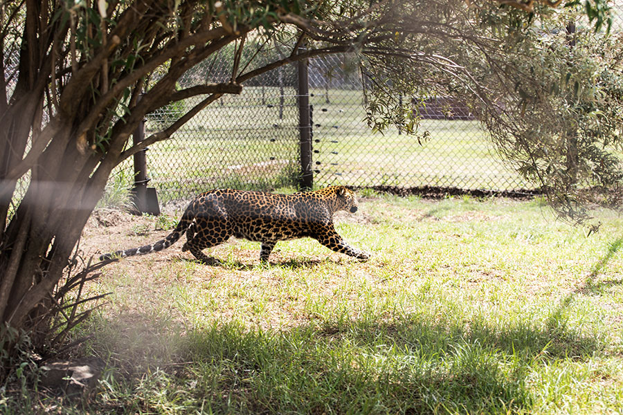 berriespassion_fourpaws_bakari43