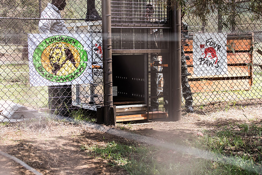 berriespassion_fourpaws_bakari44