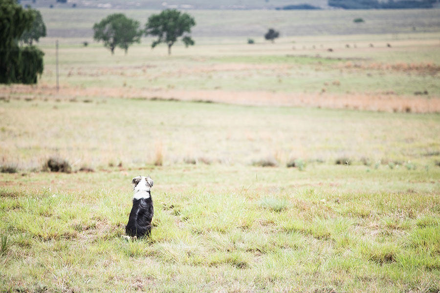 berriespassion_fourpaws_bakari49