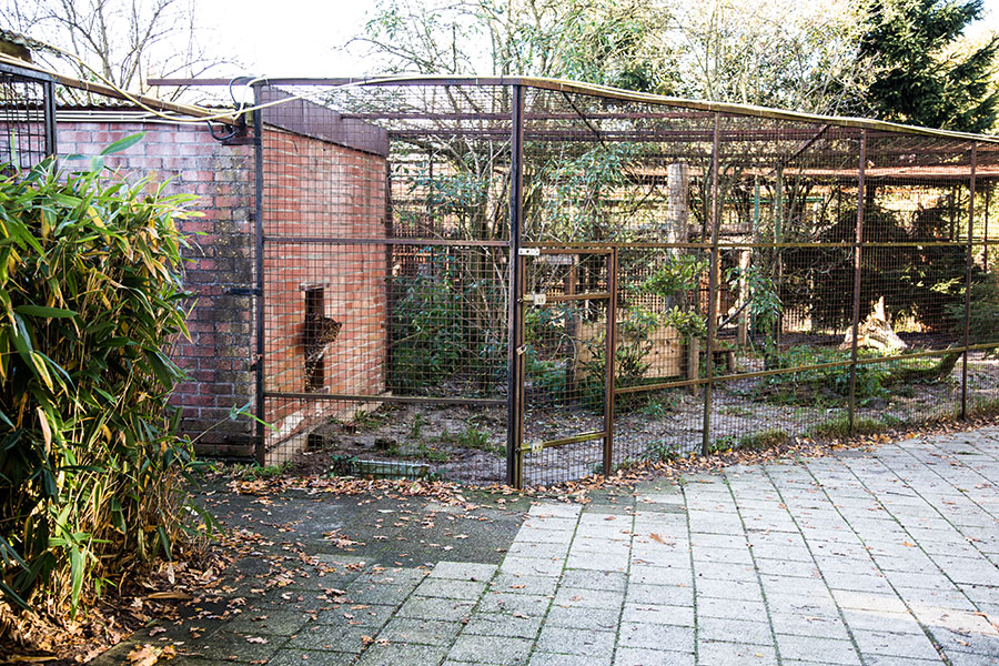 berriespassion_fourpaws_bakari8