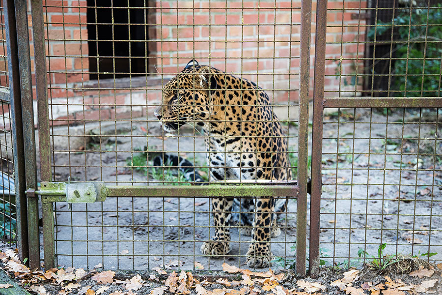 berriespassion_fourpaws_bakari9