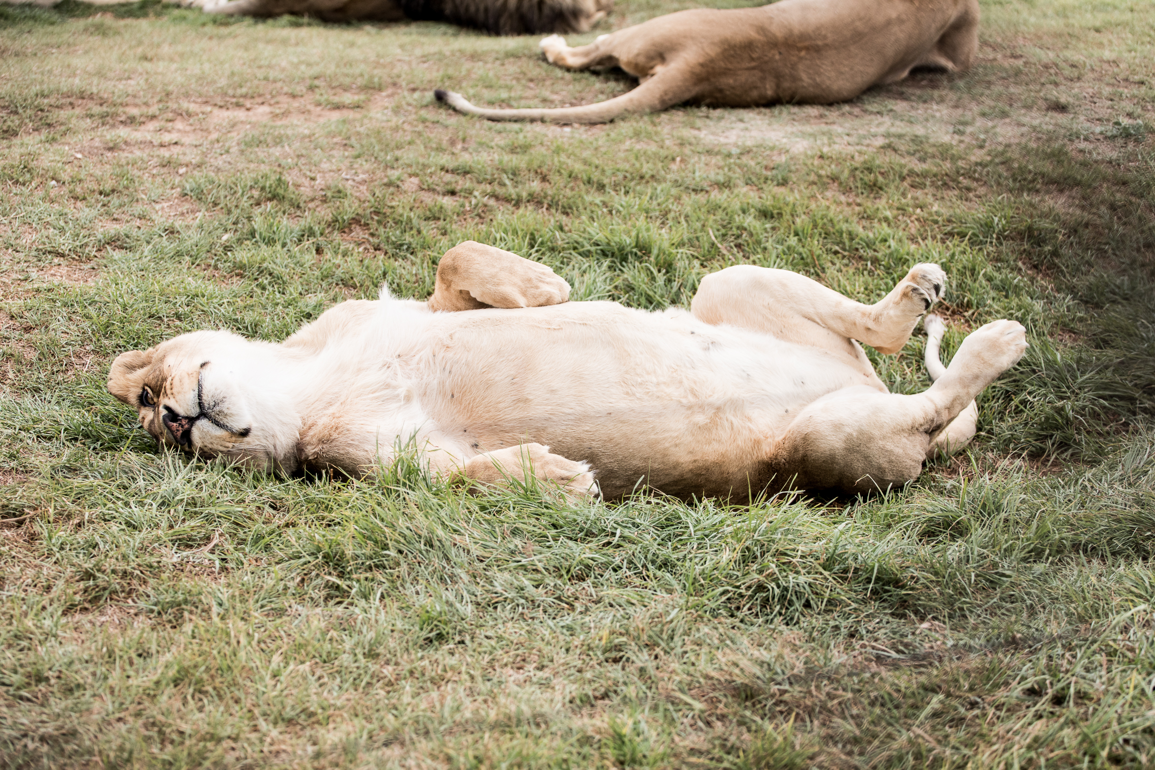 berriespassion_lionsrock-20