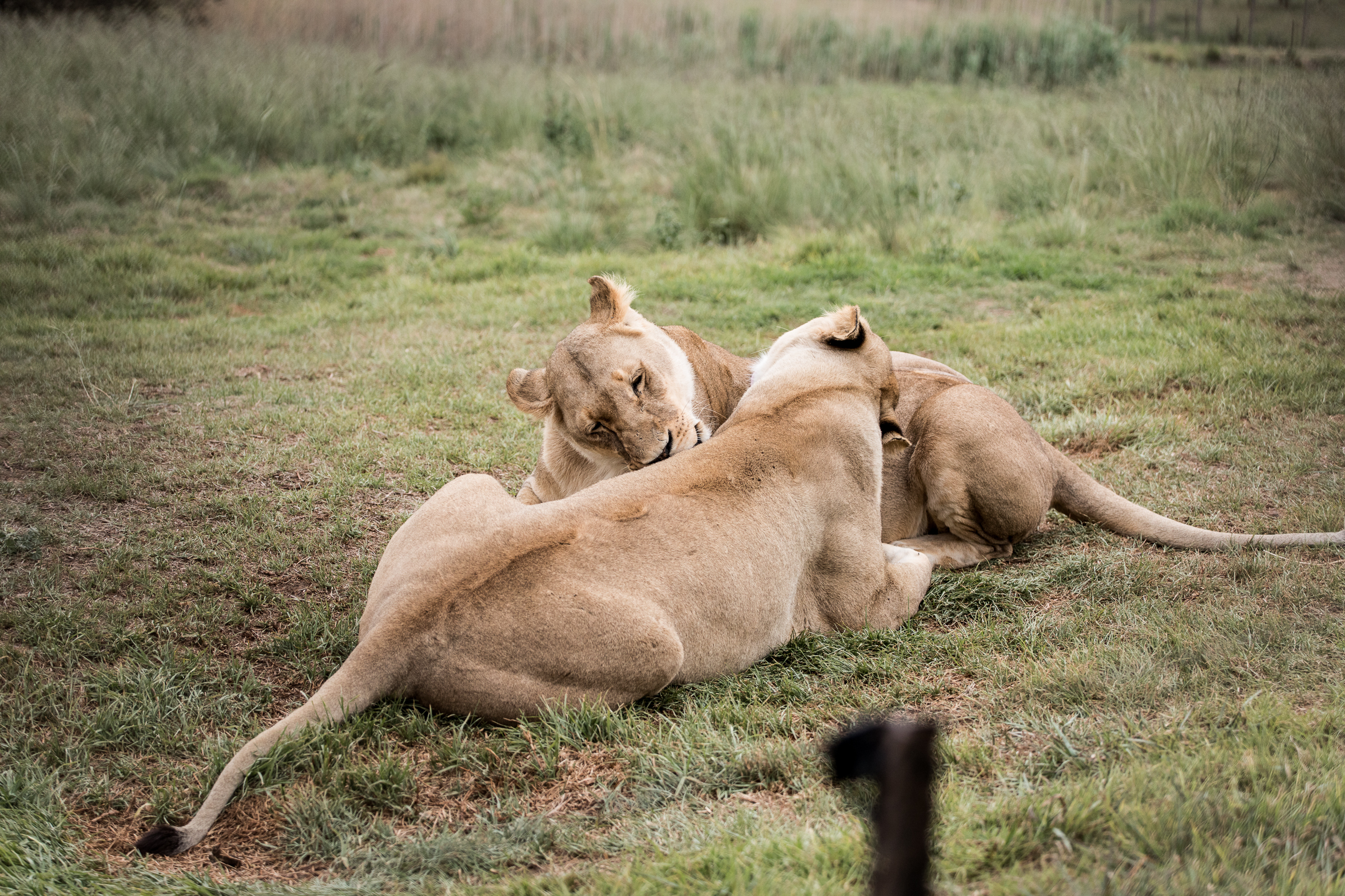 berriespassion_lionsrock-22