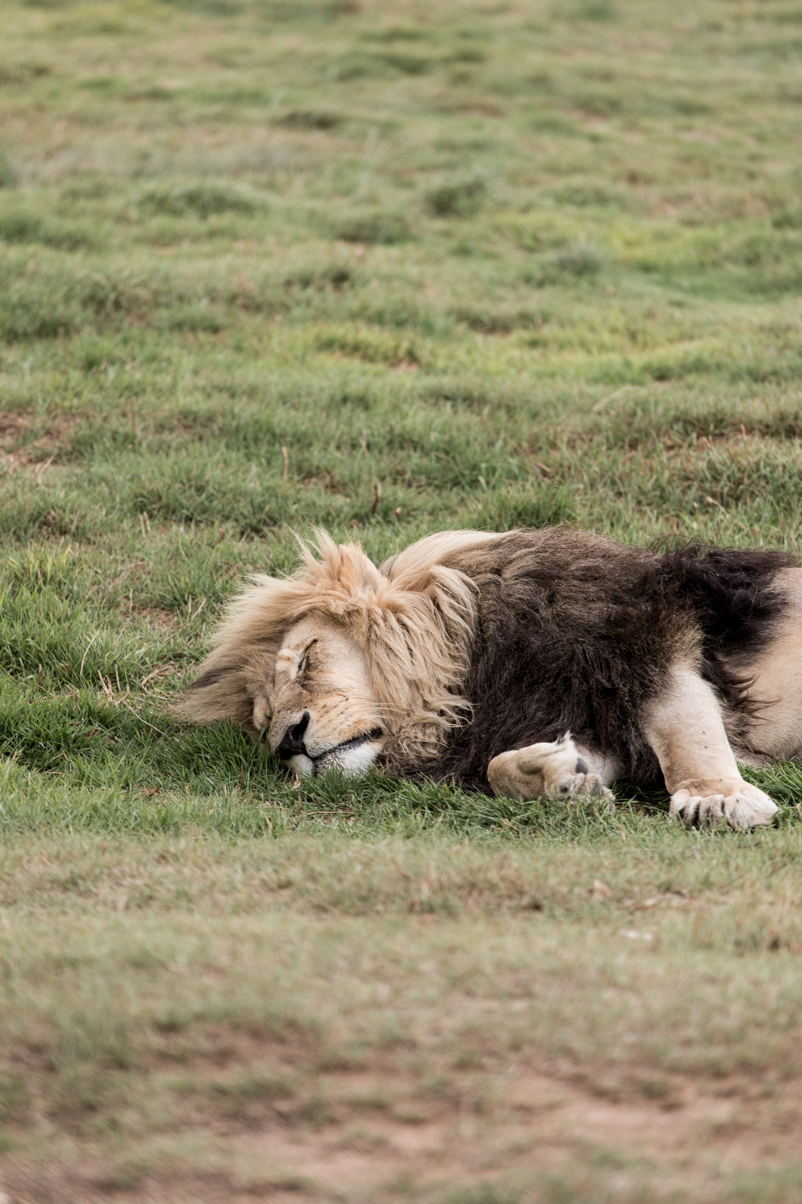 berriespassion_lionsrock-27