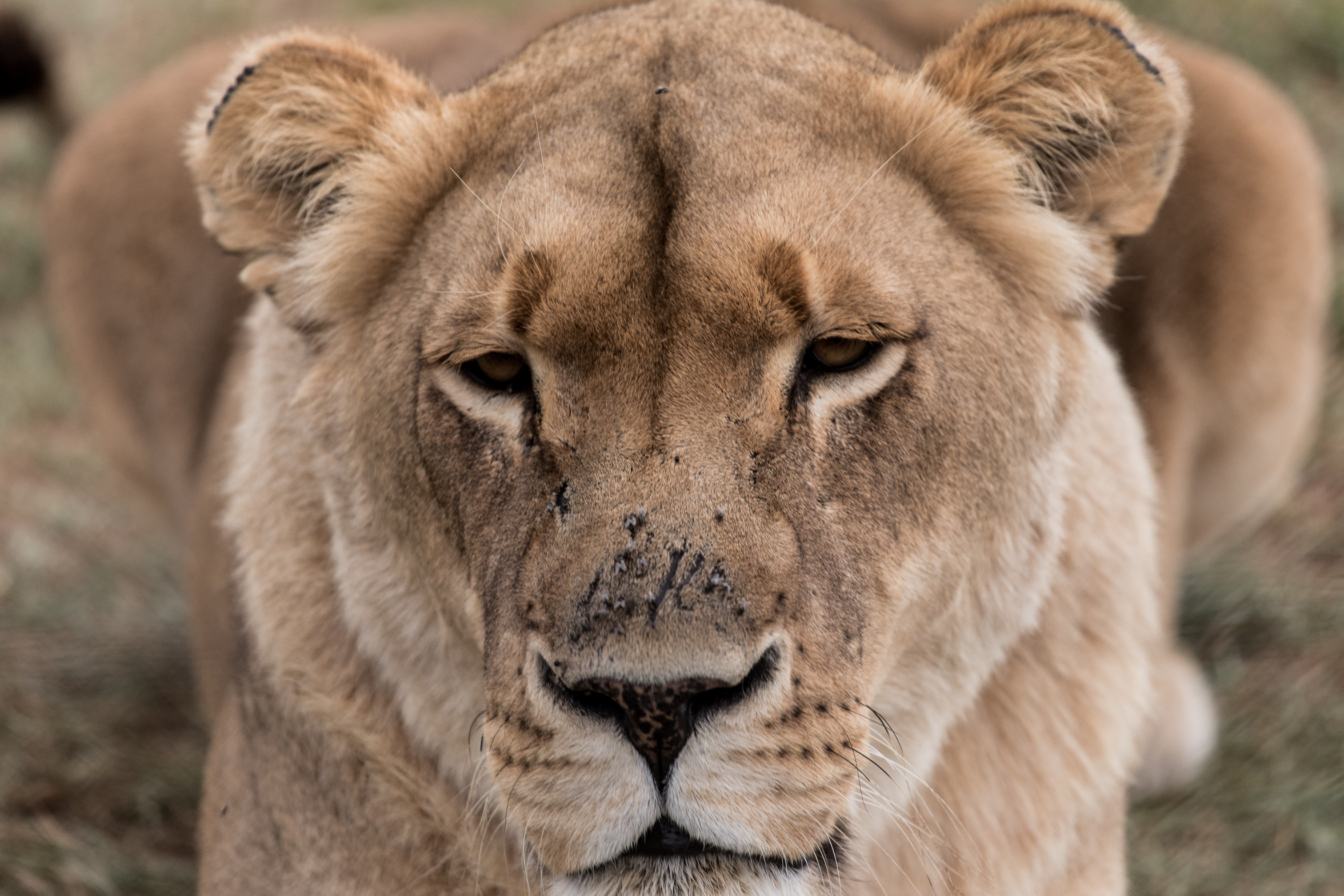 berriespassion_lionsrock-30