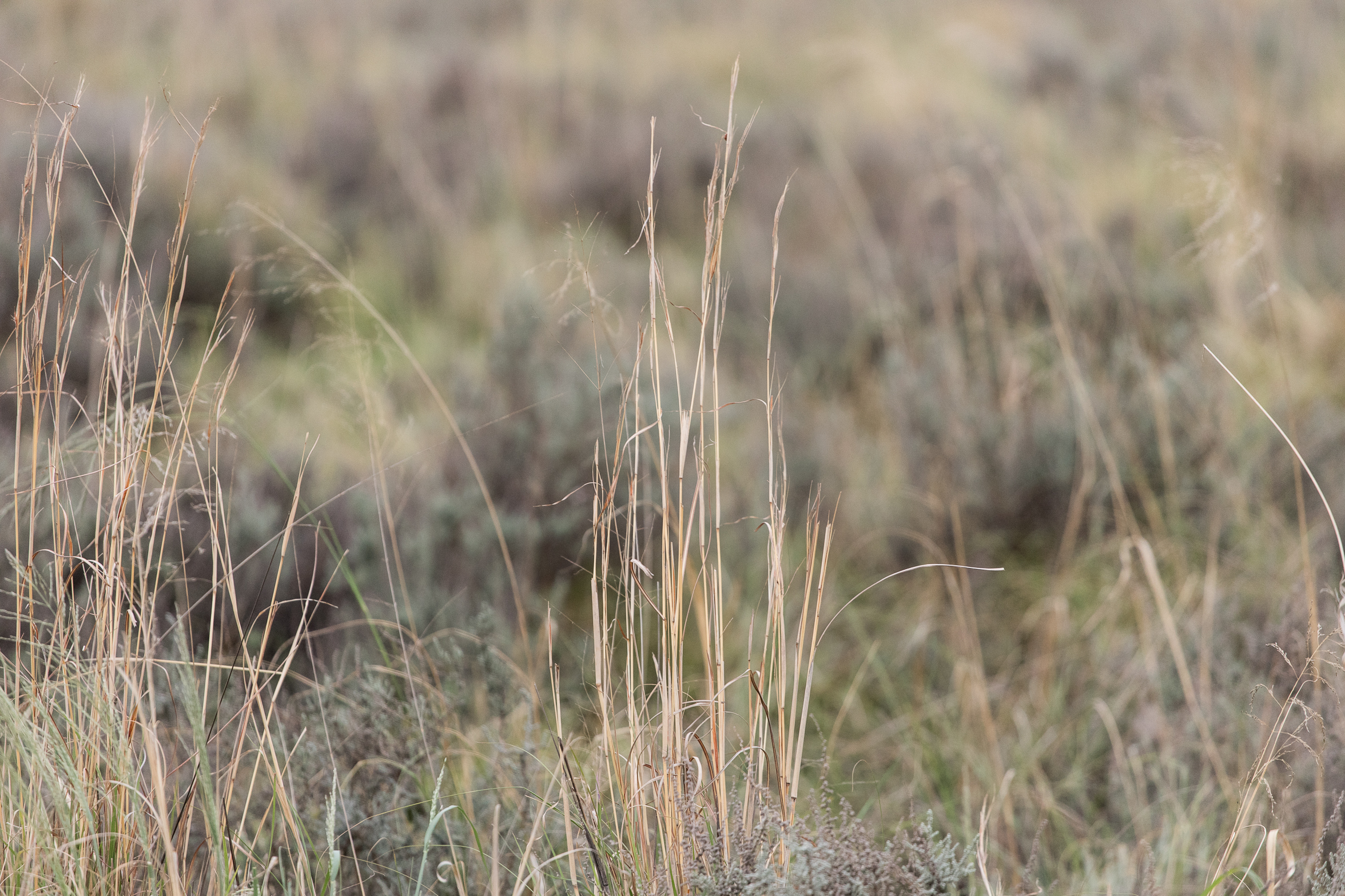 berriespassion_lionsrock-33