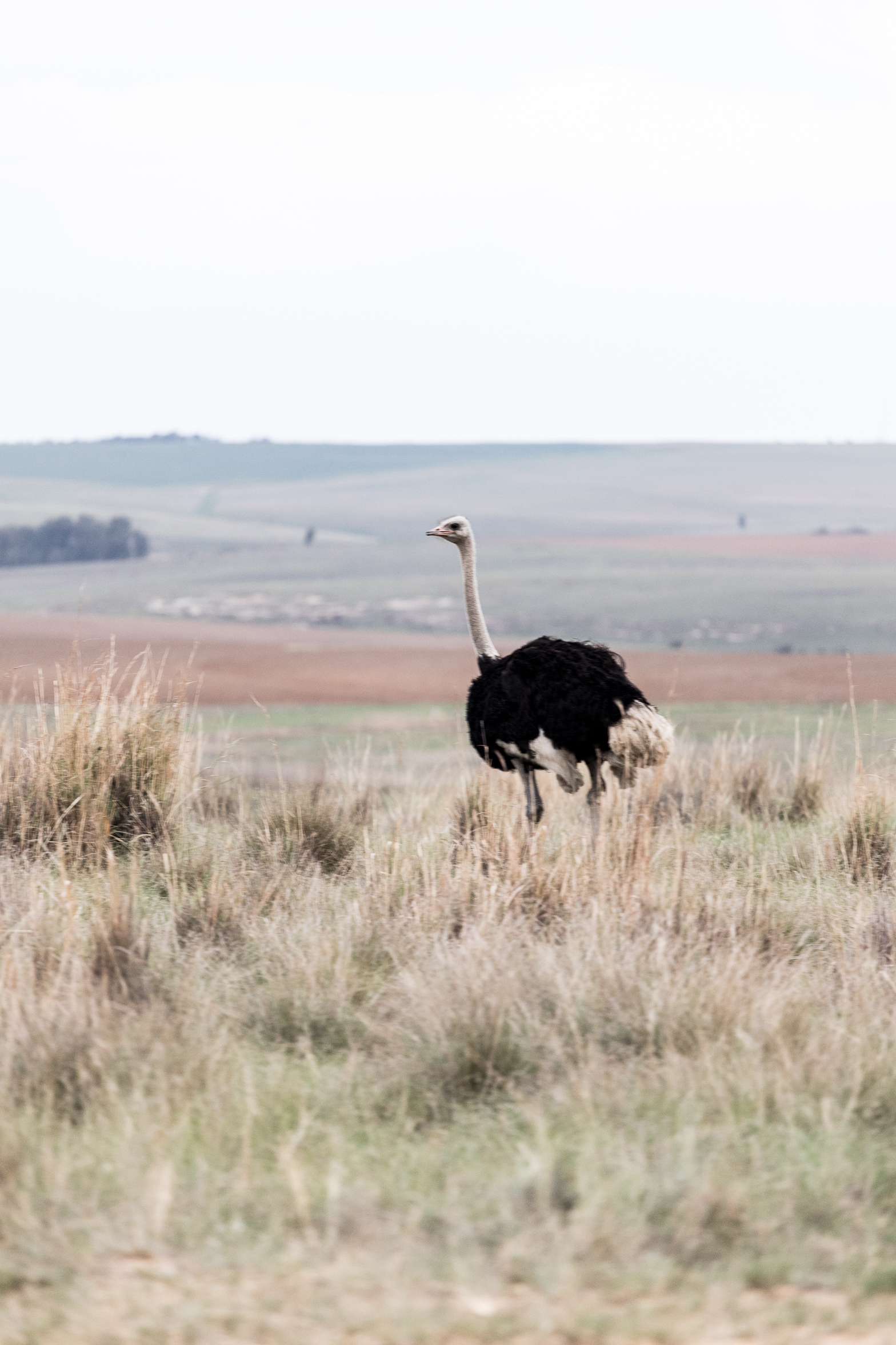 berriespassion_lionsrock-36