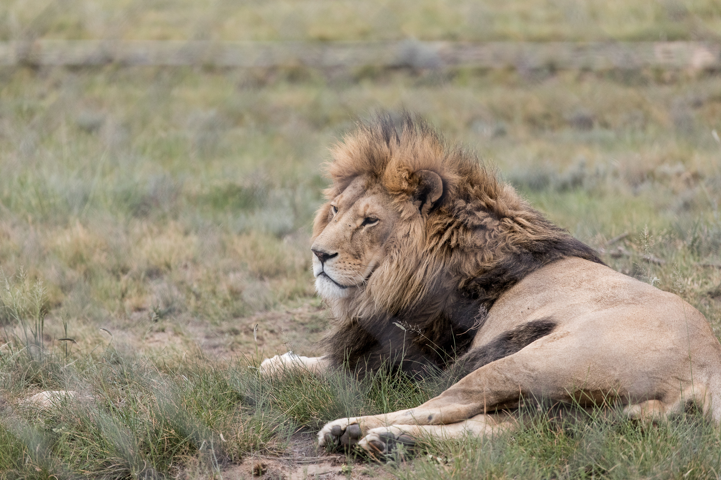 berriespassion_lionsrock-37