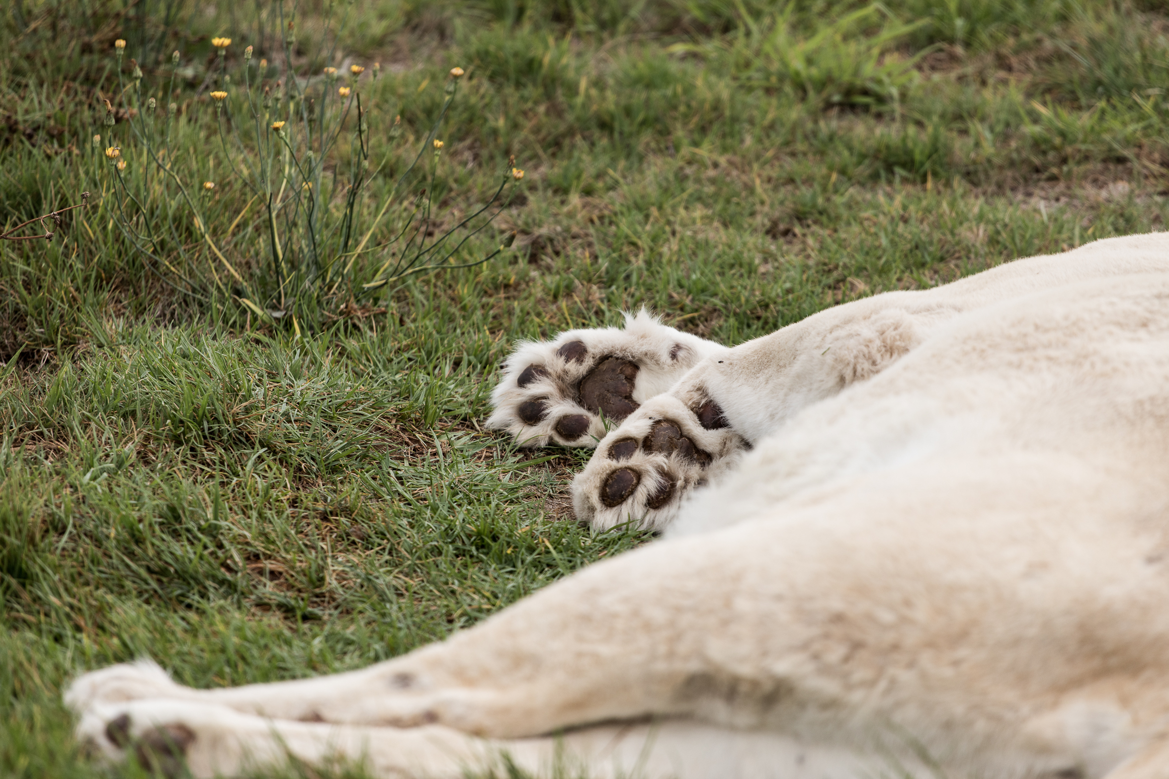 berriespassion_lionsrock-46