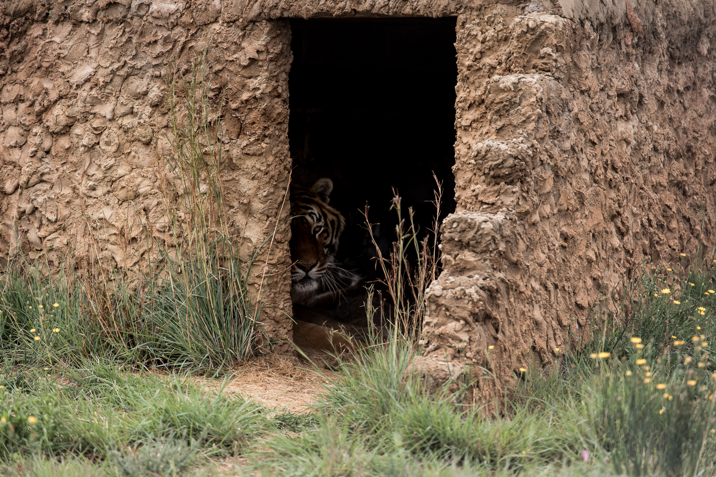 berriespassion_lionsrock-49