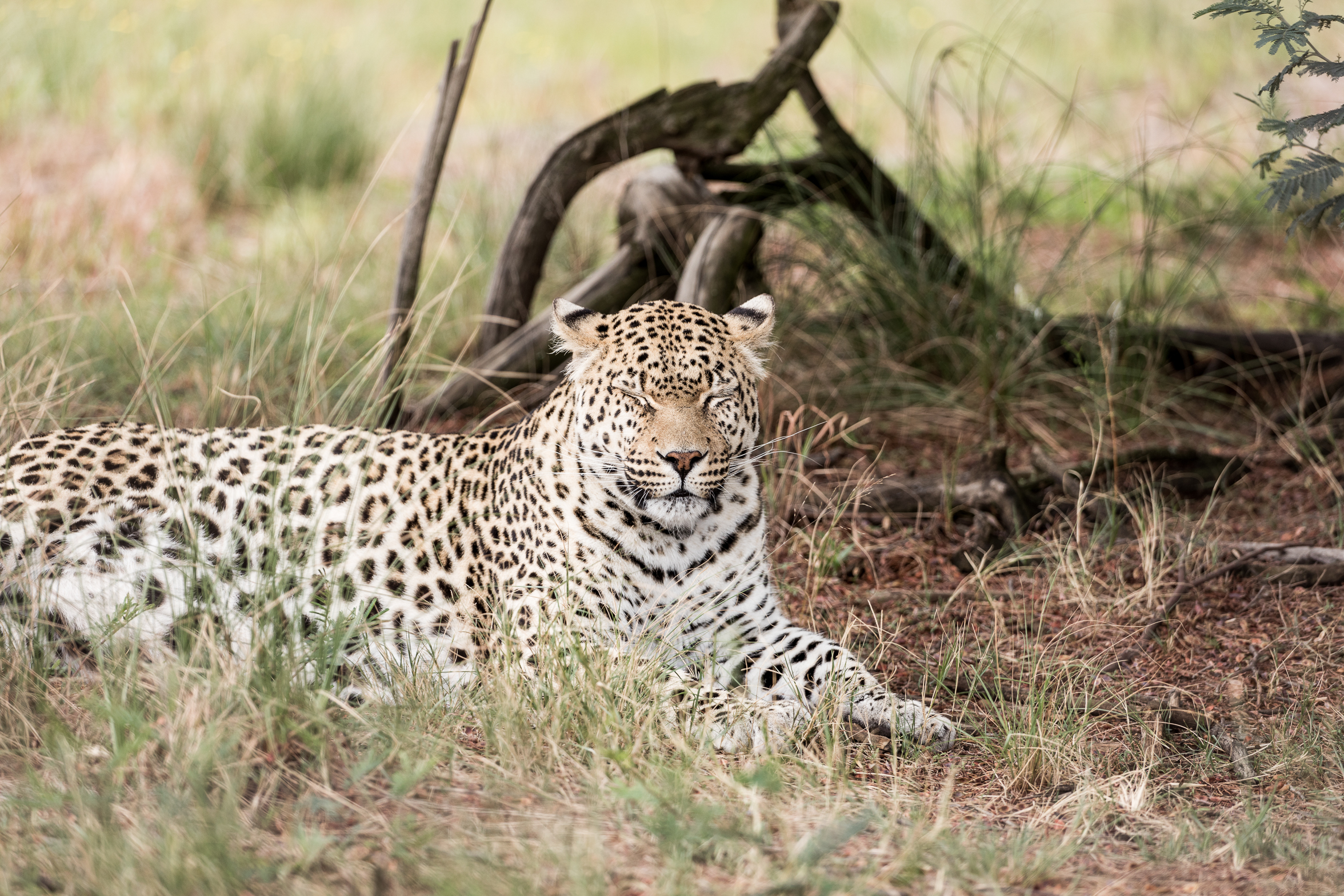 berriespassion_lionsrock-54