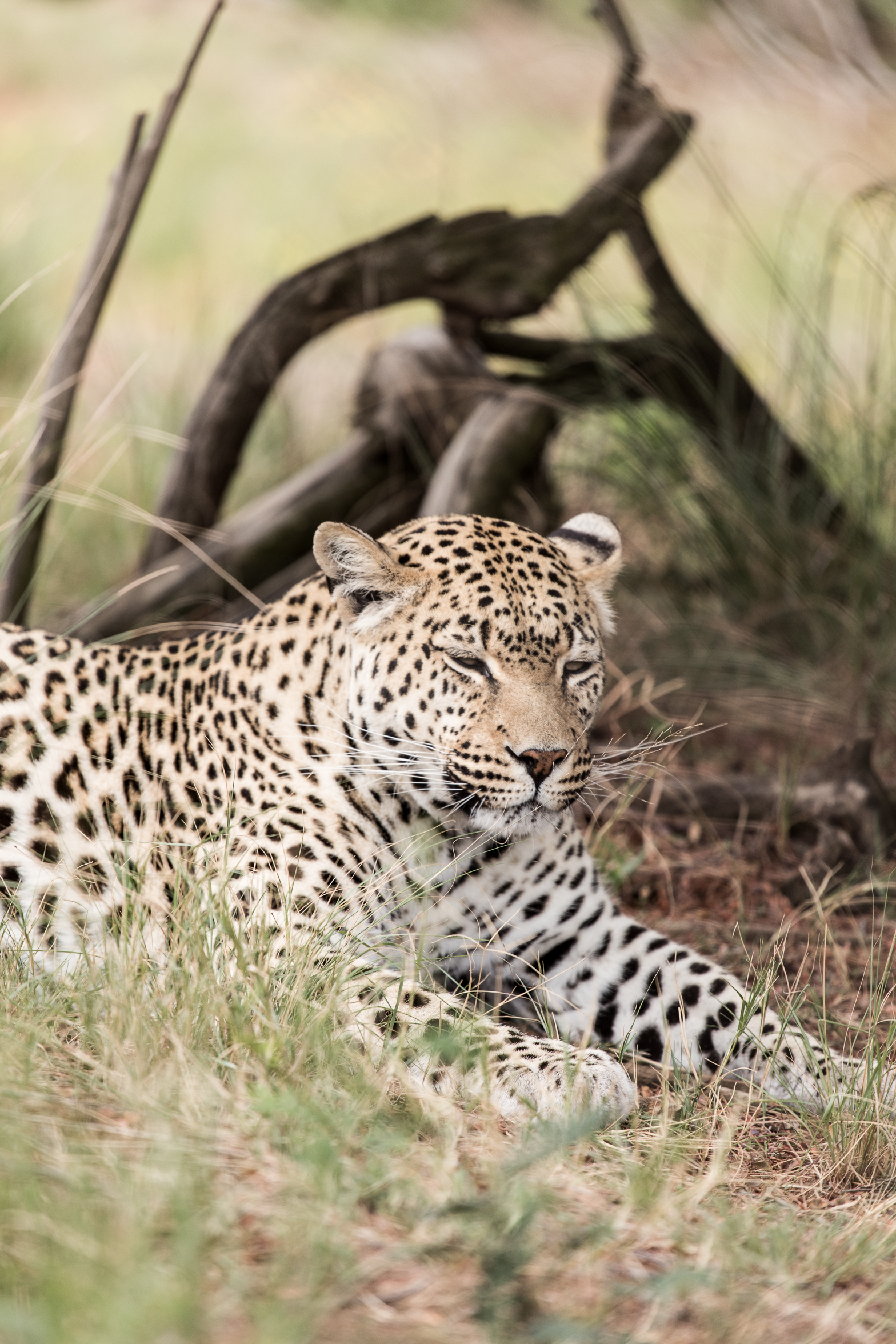 berriespassion_lionsrock-55