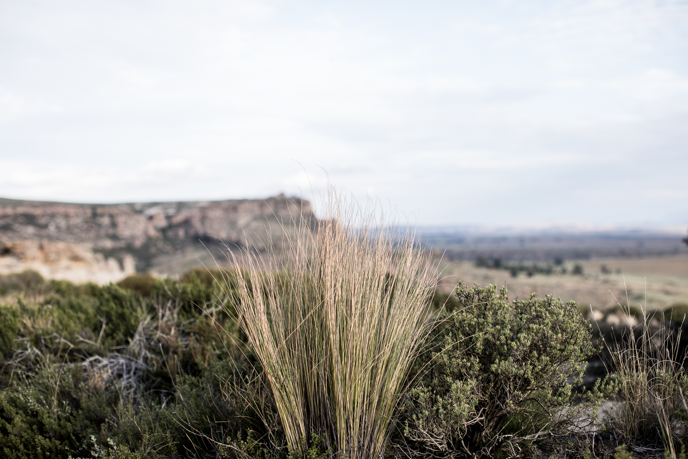 berriespassion_lionsrock-64