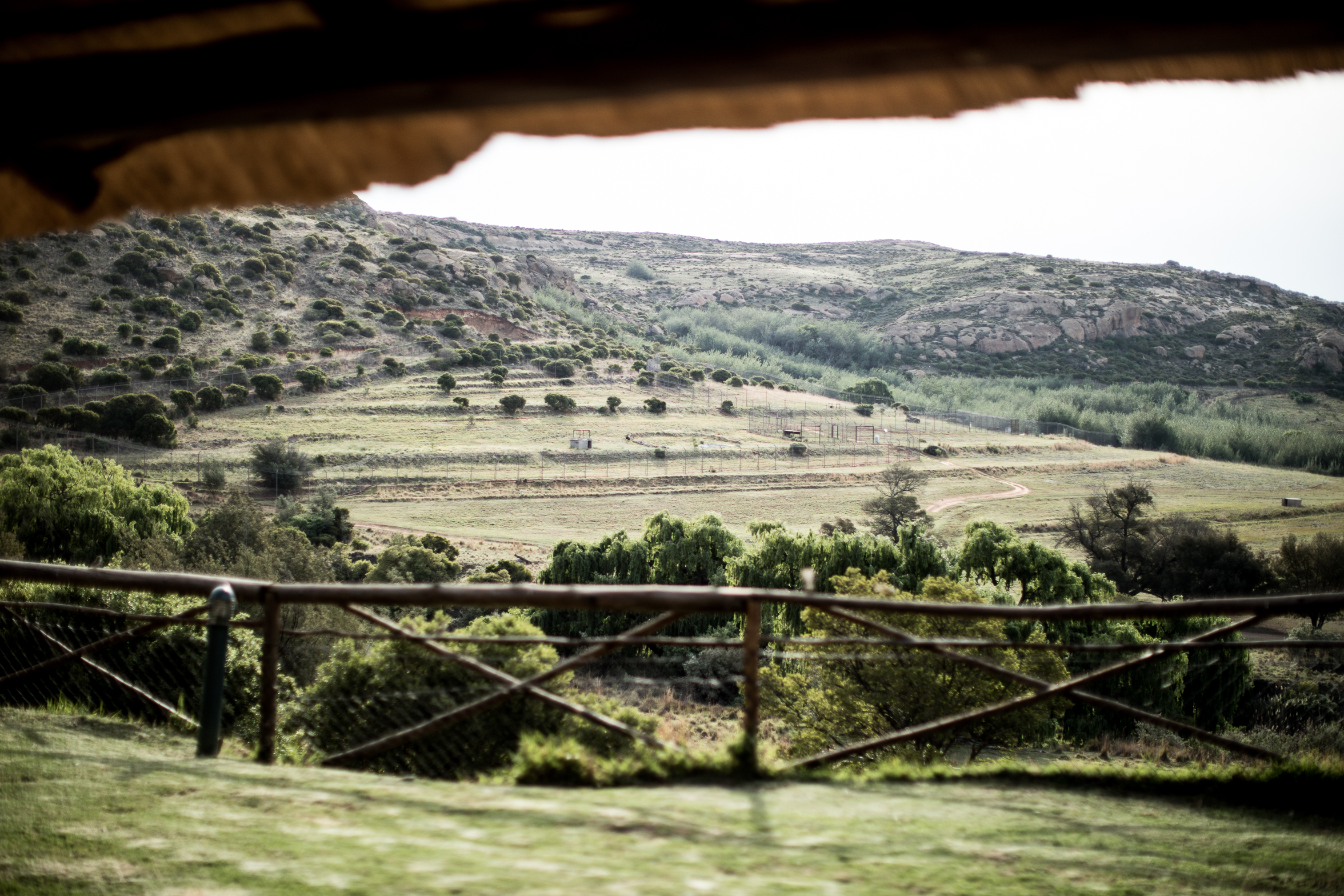 berriespassion_lionsrock-8